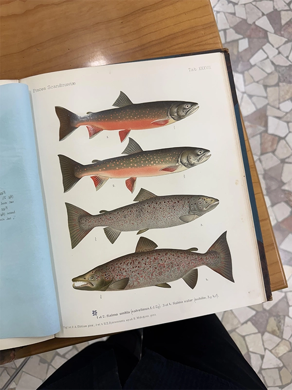 F.A. Smitt Skandinaviens Fiskar